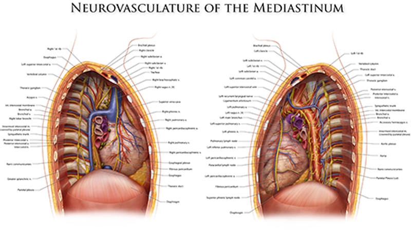 Neurovasculature of the Mediastinum