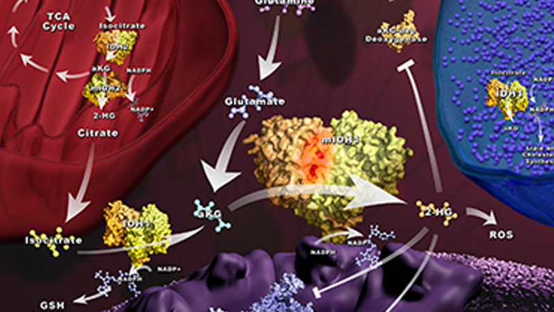 mIDH1 Pathway Inhibition