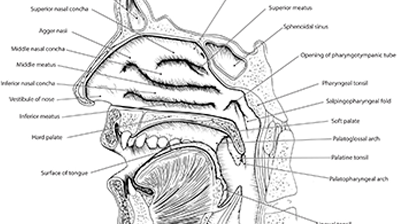 Topography of Oral and Nasal Cavities