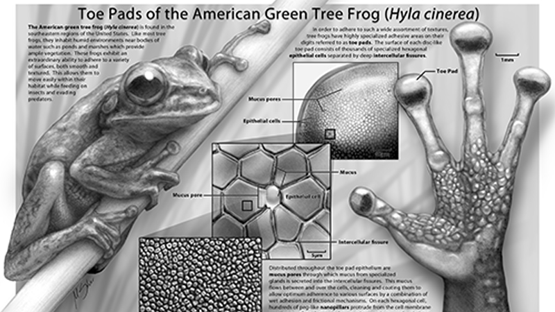 Toe Pads of the American Green Tree Frog